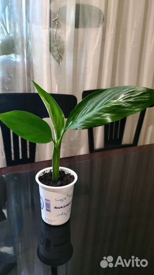 Спатифиллумы Пикассо, Блэк Бьюти, Дели