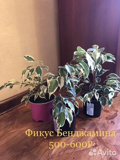 Комнатные цветы