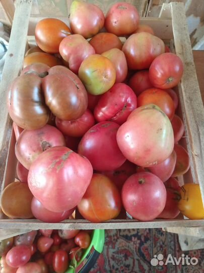 Помидоры домашние