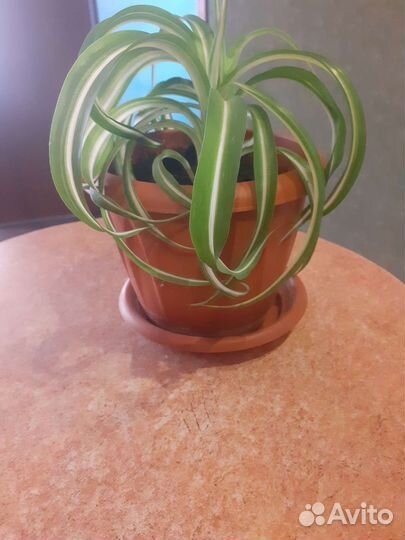 Хлорофитум кудрявый