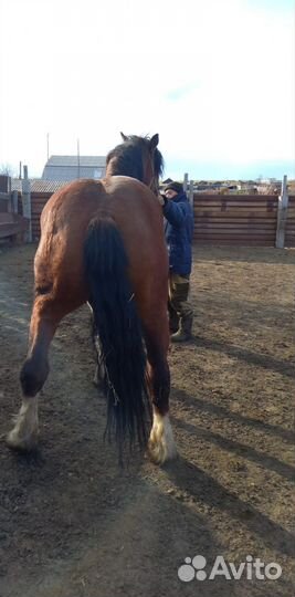 Продам тяжеловоза