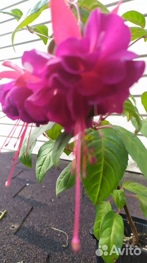 Сортовые фуксии