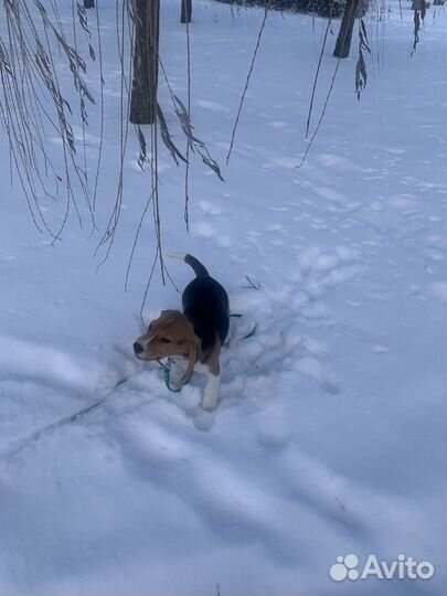 Бигль щенок 5 мес. Клубный