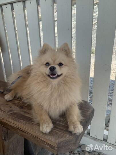 Шпиц для случки