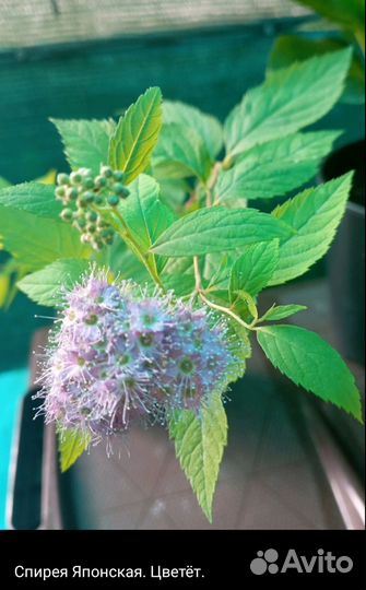 Спирея японская