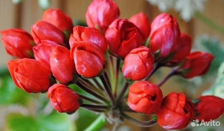 Герань пеларгония тюльпановидная