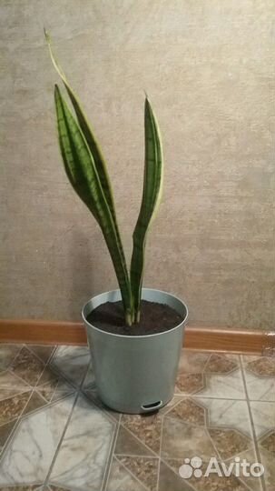 Сансевиерия.Щучий хвост.Тёщин язык