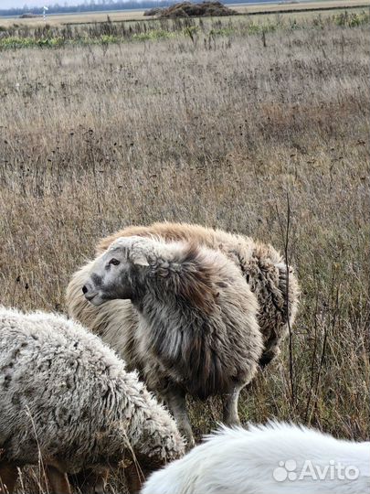 Баран на племя или мясо