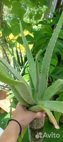 Алоэ вера растение