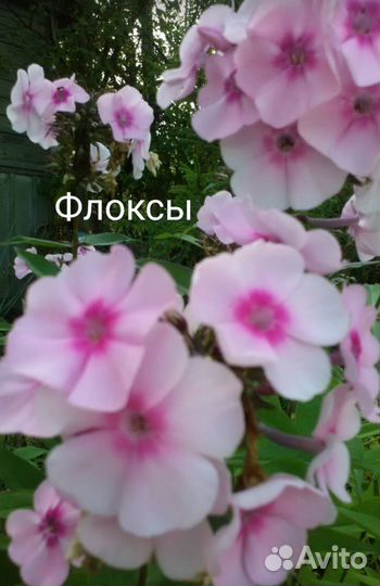 Цветы для посадки