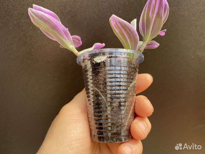 Традесканция Мини Лилак