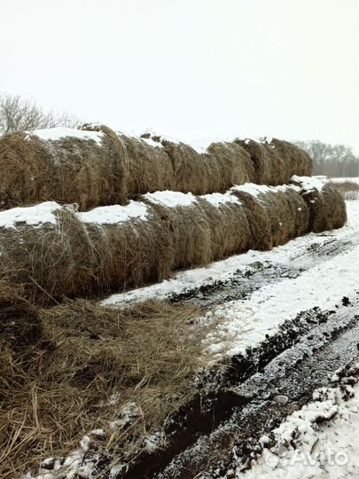 Продам сено в тюках