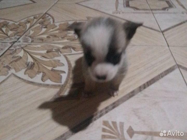 Щенки чихуахуа