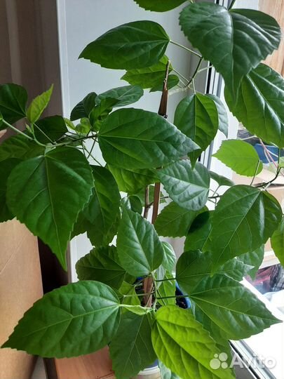 Роза китайская, гибискус