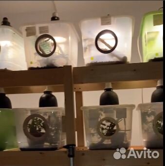 Террариум для рептилий бу