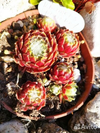 Молодило каменная роза