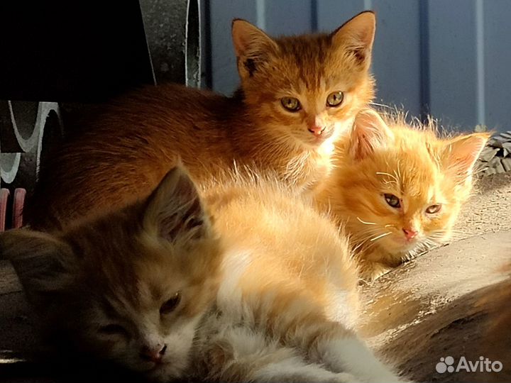 Рыжие котята в добрые руки