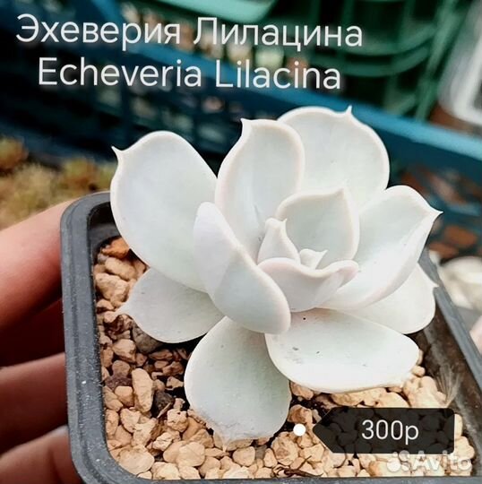 Суккуленты 1 часть