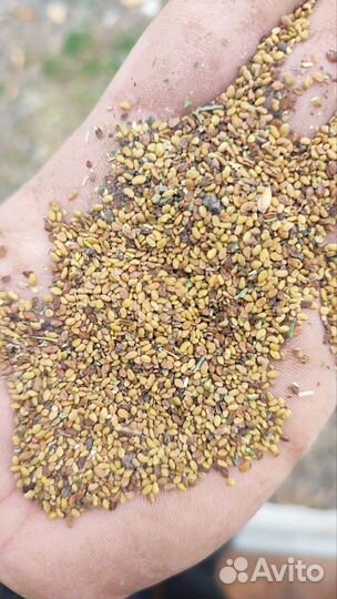 Семена люцерны