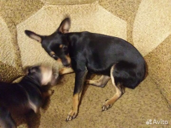 Тойчик,девочка 5 мес