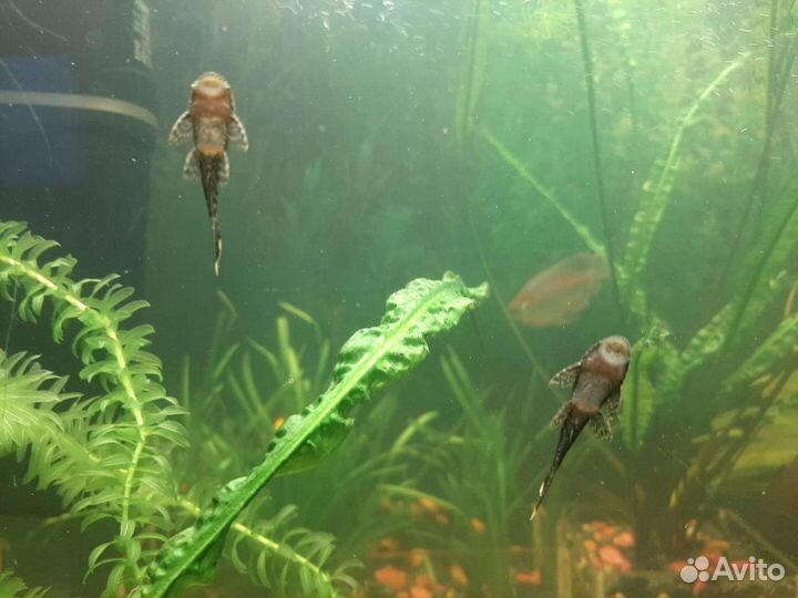 Аквариумные рыбки, растения, корм