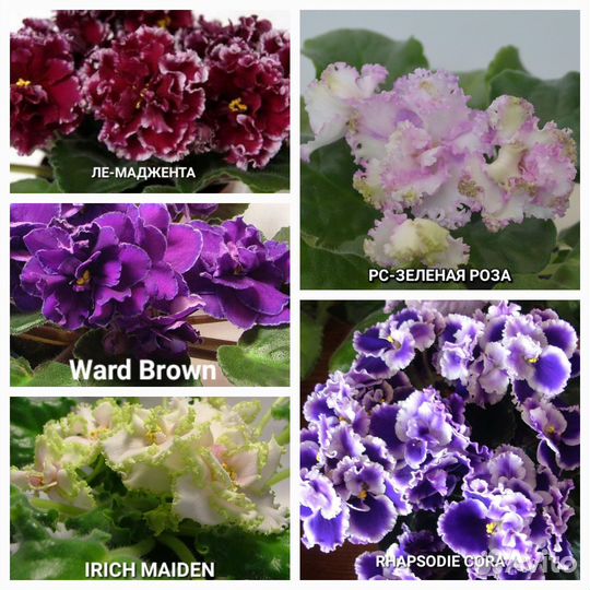 Фиалки сенполии