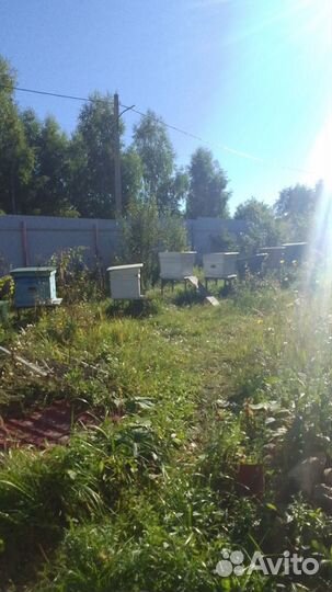 Пчелы с ульями