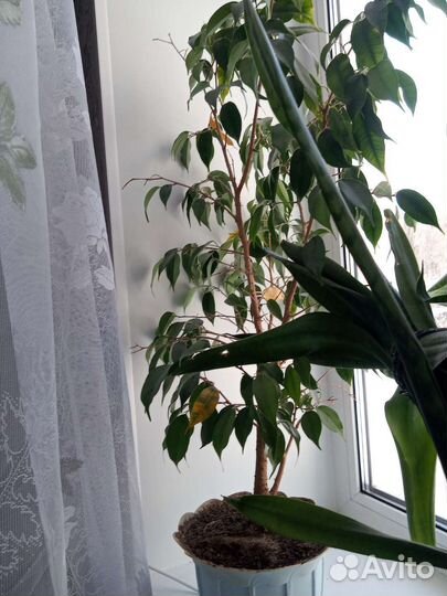 Цветы разные Юкка