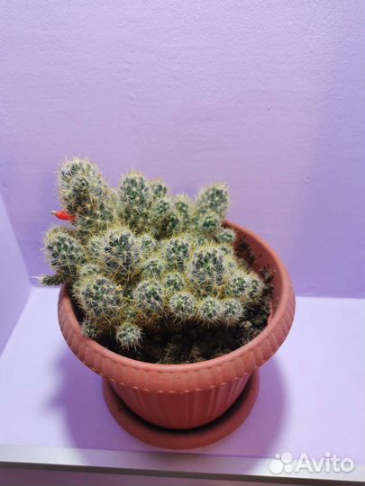 Кактус маммиллярия