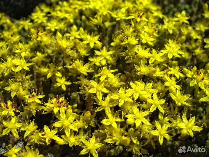 Растения для альпинария