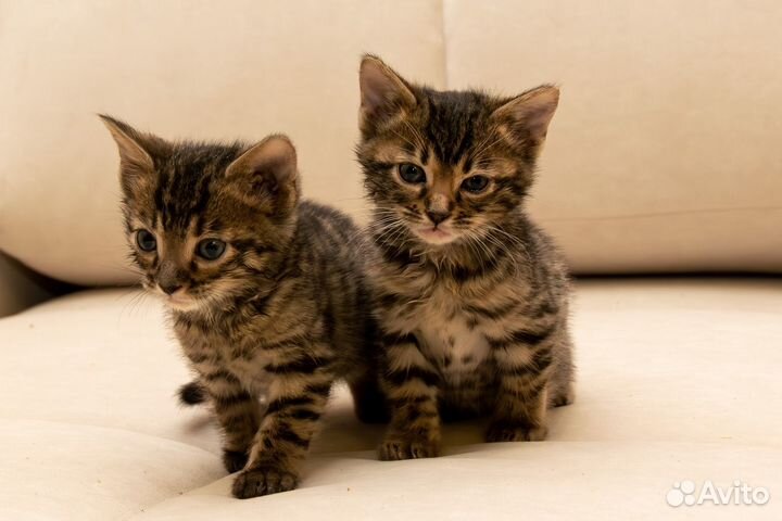 Продам котят