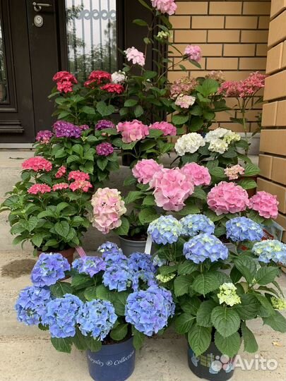 Гортензия крупнолистная ремонтантная