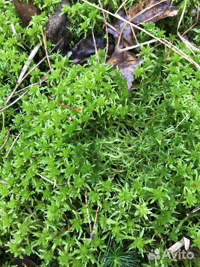 Мох сфагнум живой