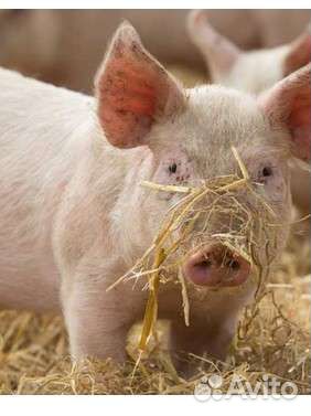 Мясо свинина домашняя