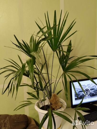 Пальма Хамеропс