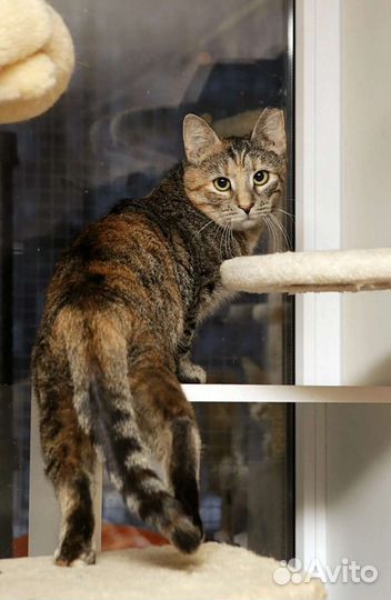 Кошка в дар