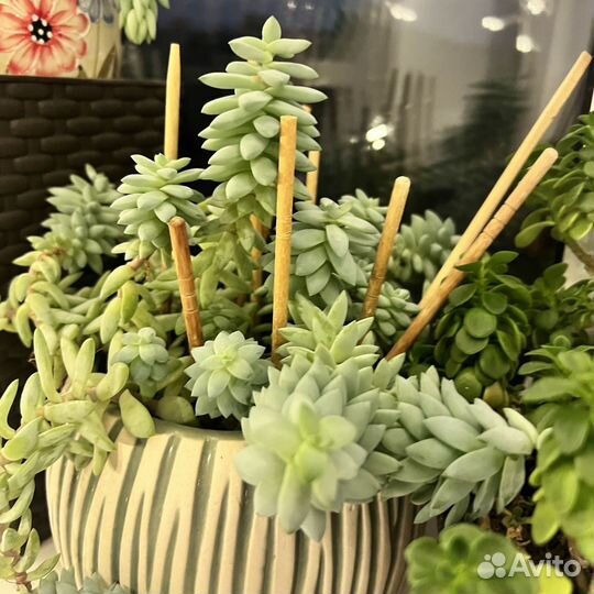 Отростки сукулент для волос