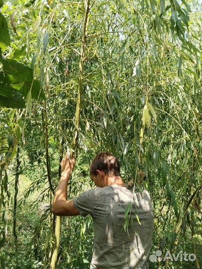 Ива плакучая