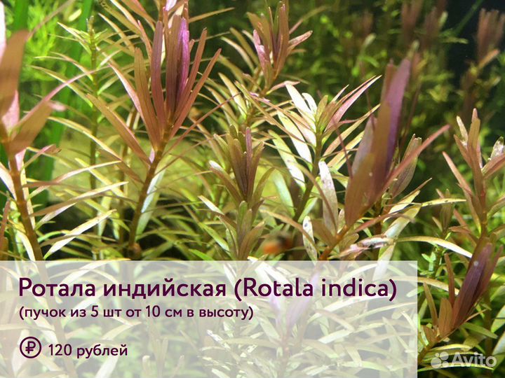 Живые аквариумные растения