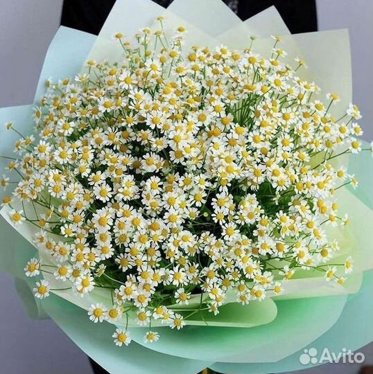 Букеты ромашек