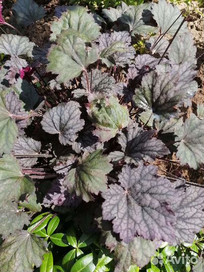 Гейхера в наличии