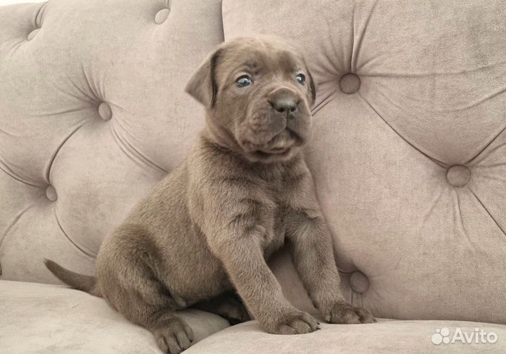 Красивые девочки Кане Корсо