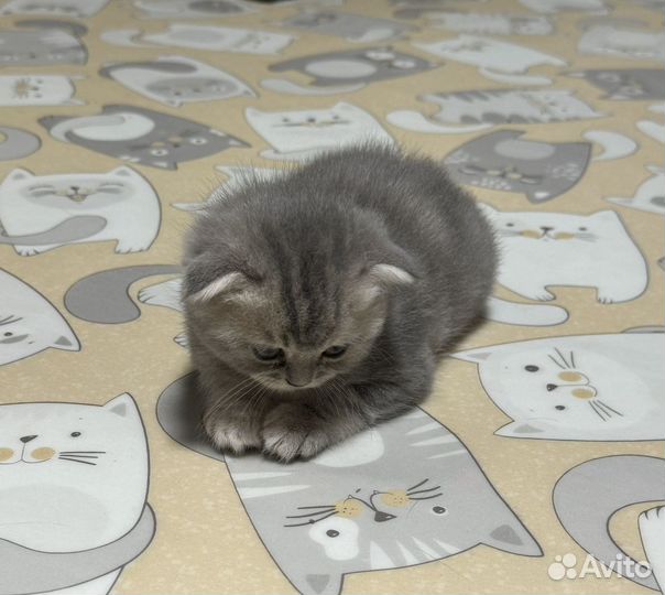 Шотландская скоттиш-фолд
