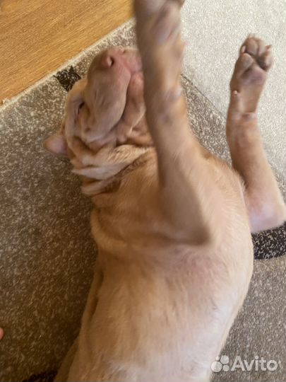 Щенок шарпея 4,5 месяца