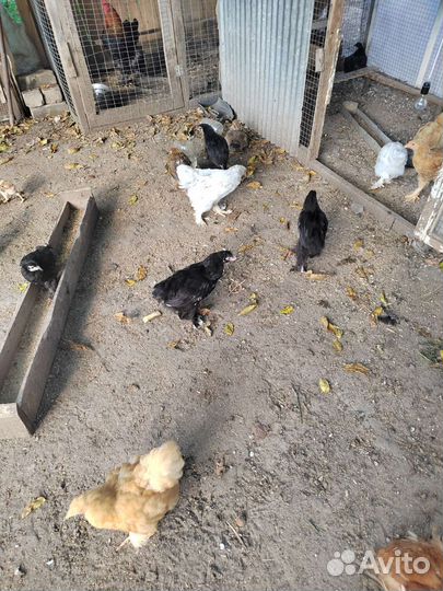 Цыплята и куры брама