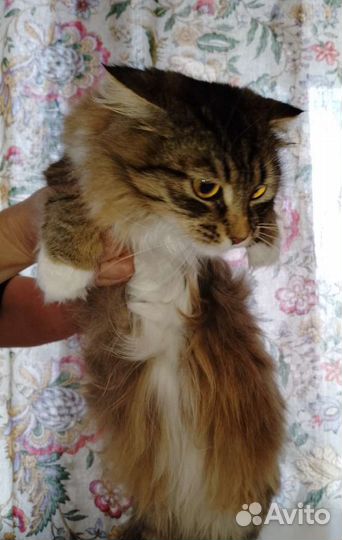 Кошечка бесплатно