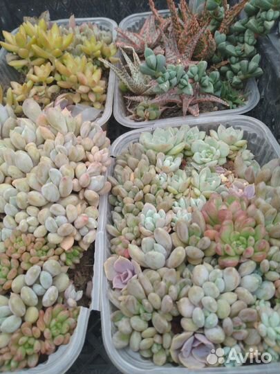 Кактусы и суккуленты, хавортии, эхеверии