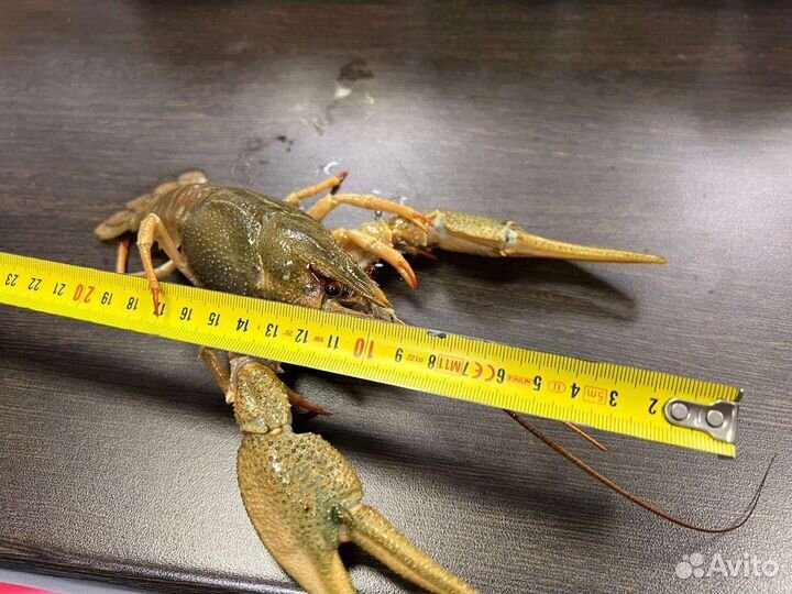 Живые и варёные раки Рыба