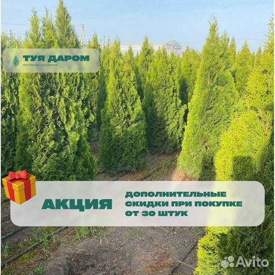 Туя смарагд брабант 120 см