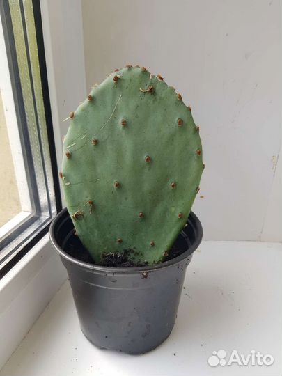 Кактус опунция